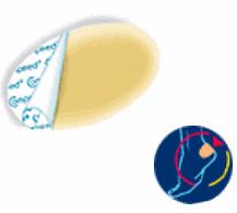 COMPEED VESCICHE CEROTTI FORMATO MEDIO 5 PEZZI - Farmavicinoate